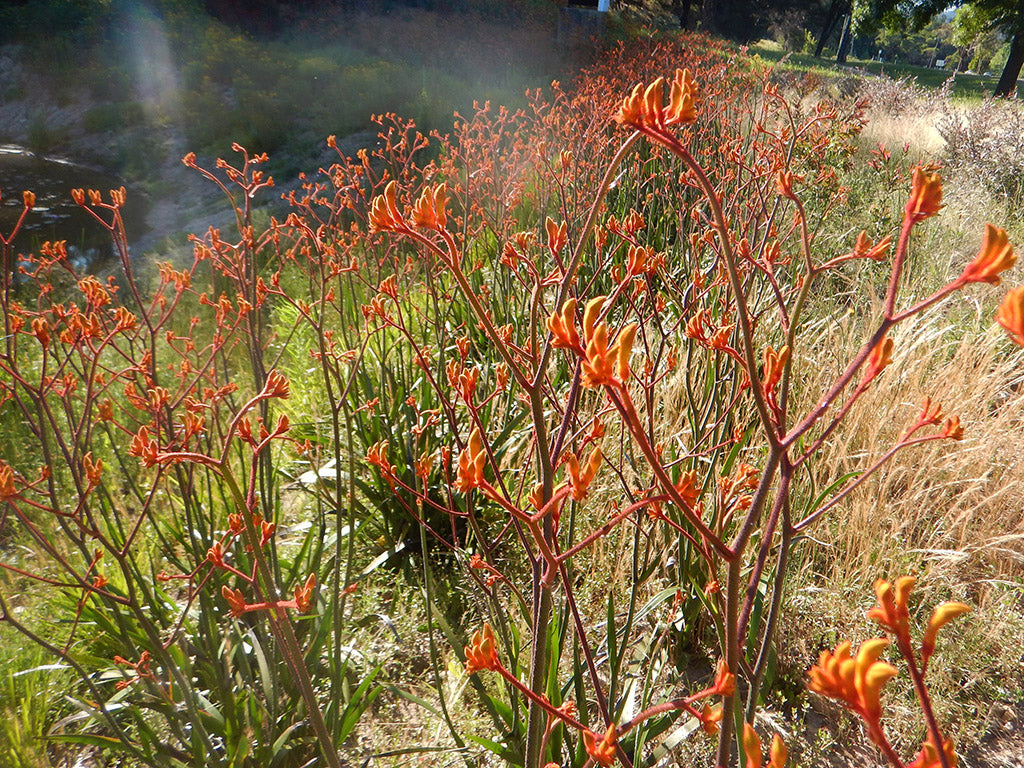Kangaroo Paw Landscape Orange (Anigozanthos)