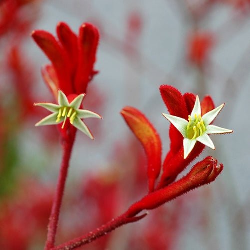 Kangaroo Paw 'Landscape Scarlet' (Anigozanthos) - Ladybird Nursery