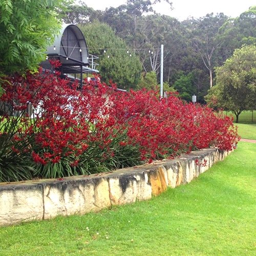 Kangaroo Paw 'Landscape Scarlet' (Anigozanthos) - Ladybird Nursery