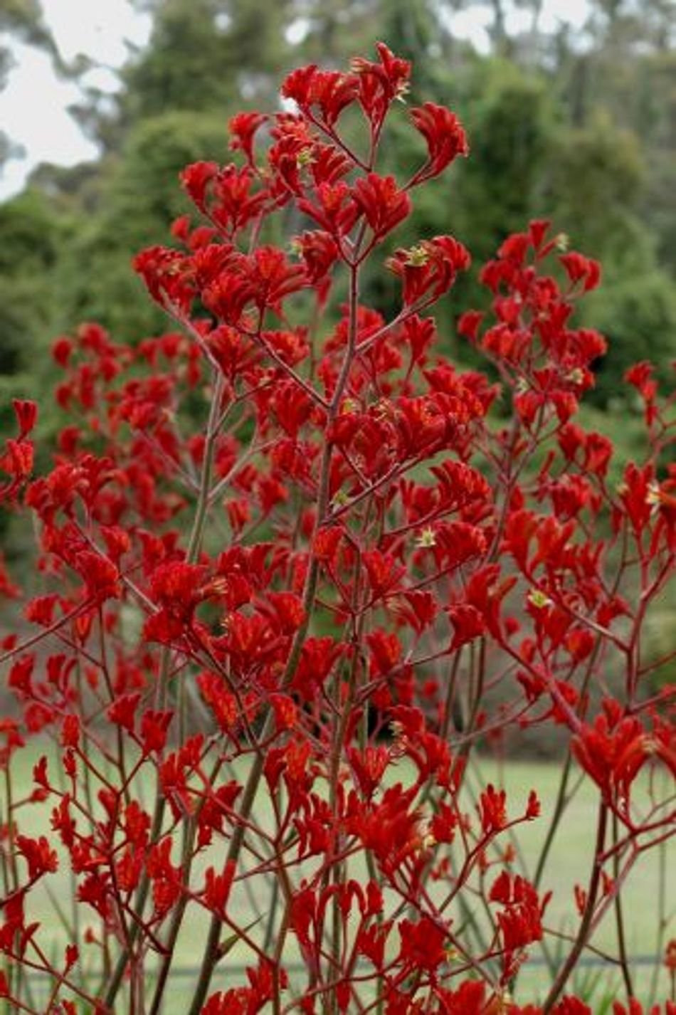 Kangaroo Paw 'Landscape Scarlet' (Anigozanthos) - Ladybird Nursery