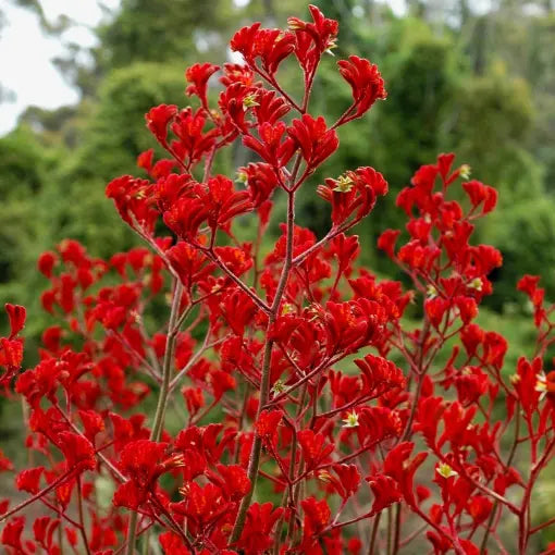 Kangaroo Paw Landscape Scarlet (Anigozanthos)