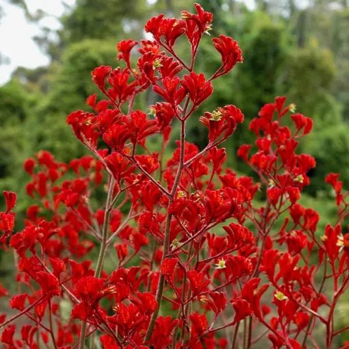 Kangaroo Paw 'Landscape Scarlet' (Anigozanthos) - Ladybird Nursery