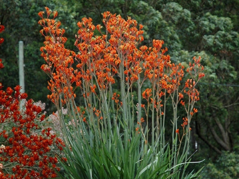 Kangaroo Paw Landscape Tangerine (Anigozanthos)