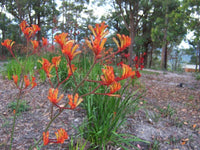 Kangaroo Paw 'Landscape Tangerine' (Anigozanthos) - Ladybird Nursery