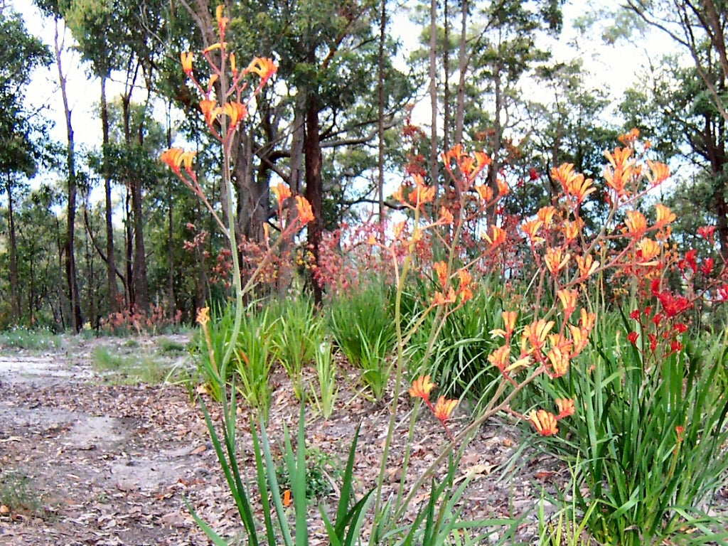 Kangaroo Paw Landscape Tangerine (Anigozanthos)