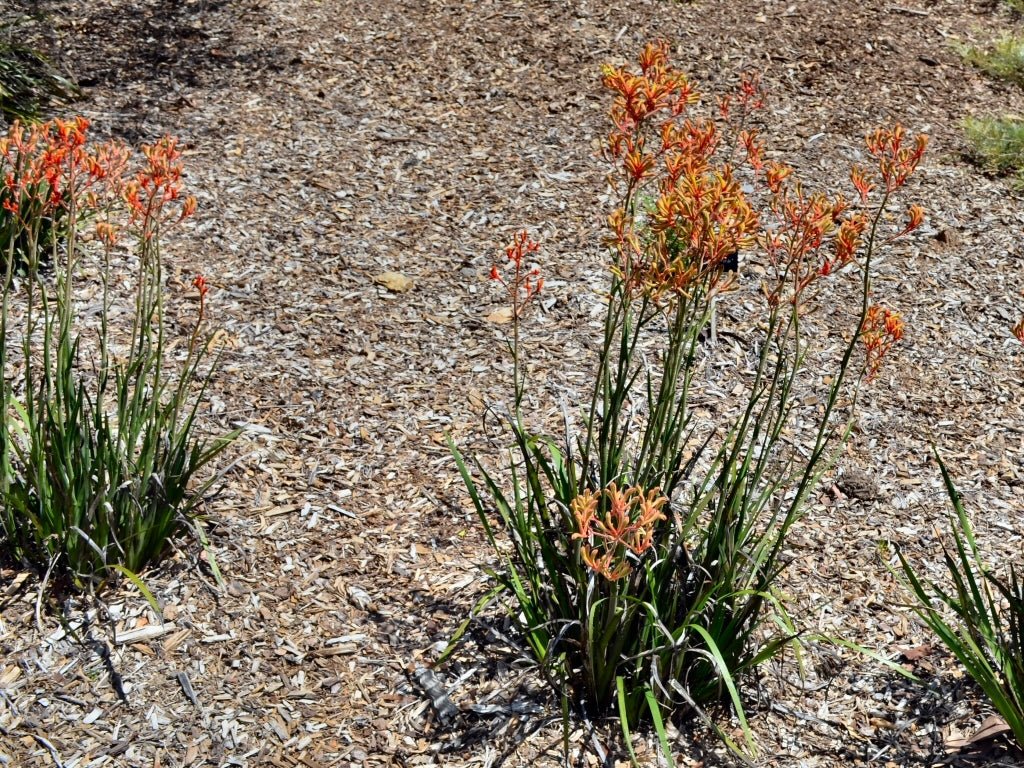 Kangaroo Paw 'Landscape Tangerine' (Anigozanthos) - Ladybird Nursery