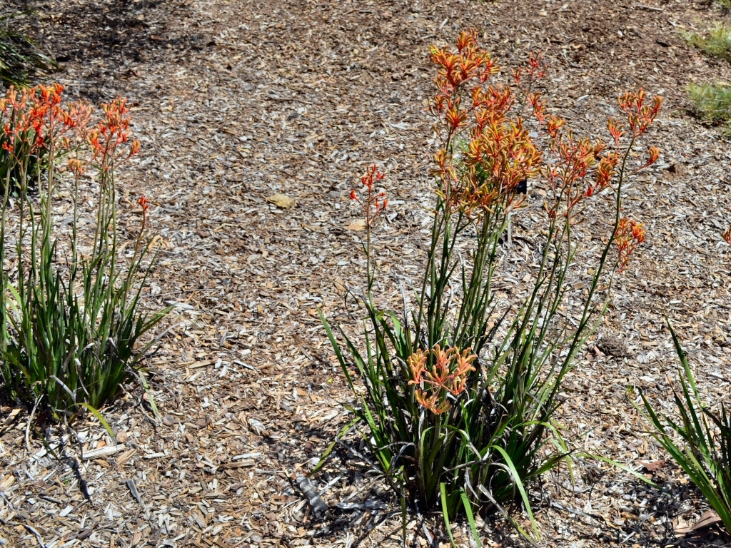 Kangaroo Paw Landscape Tangerine (Anigozanthos)