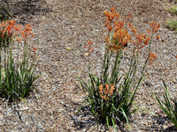 Kangaroo Paw Landscape Tangerine (Anigozanthos)