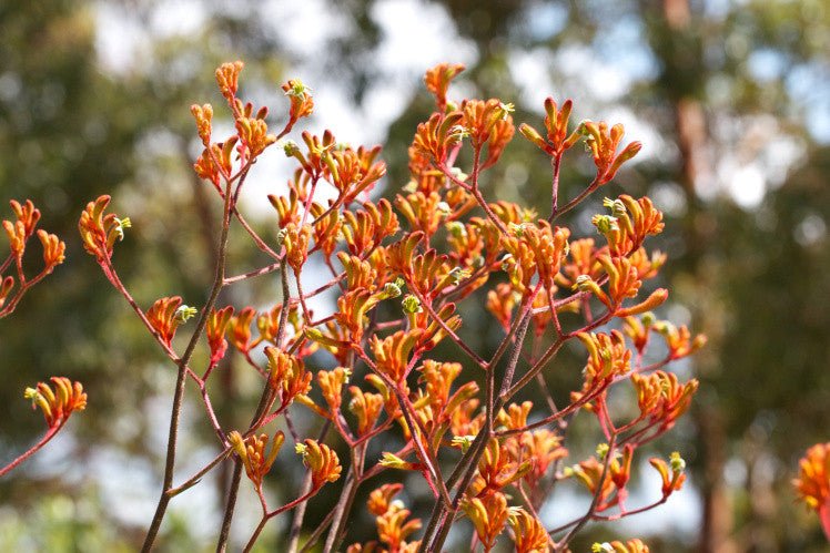 Kangaroo Paw 'Orange Cross' (Anigozanthos) - Ladybird Nursery