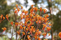 Kangaroo Paw Orange Cross (Anigozanthos Orange)