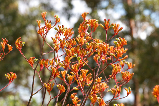 Kangaroo Paw Orange Cross (Anigozanthos Orange)