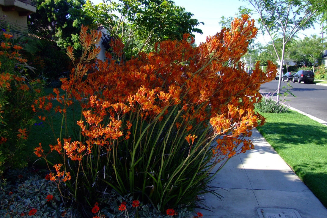 Kangaroo Paw 'Orange Cross' (Anigozanthos) - Ladybird Nursery