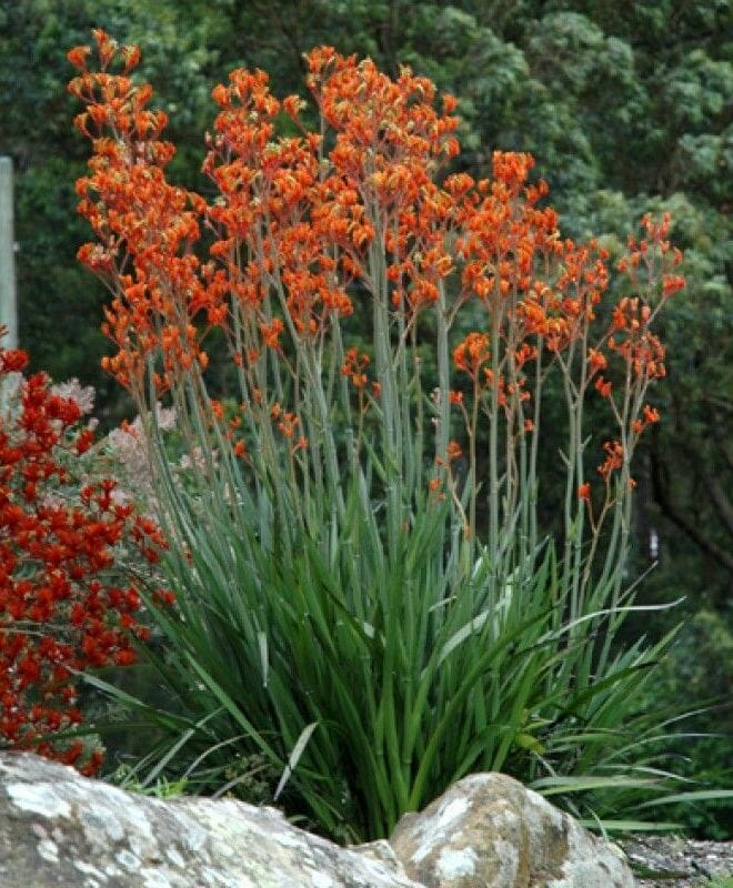 Kangaroo Paw 'Orange Cross' (Anigozanthos) - Ladybird Nursery