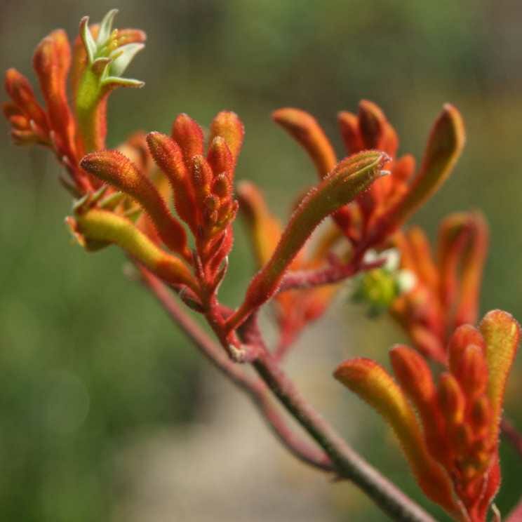 Kangaroo Paw 'Orange Cross' (Anigozanthos) - Ladybird Nursery