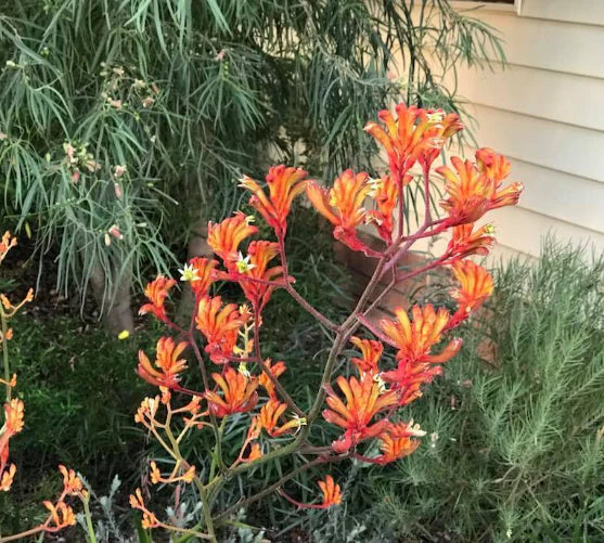 Kangaroo Paw Orange Cross (Anigozanthos Orange)