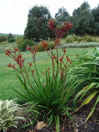 Kangaroo Paw Regal Velvet