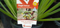 Kangaroo Paw Regal Velvet