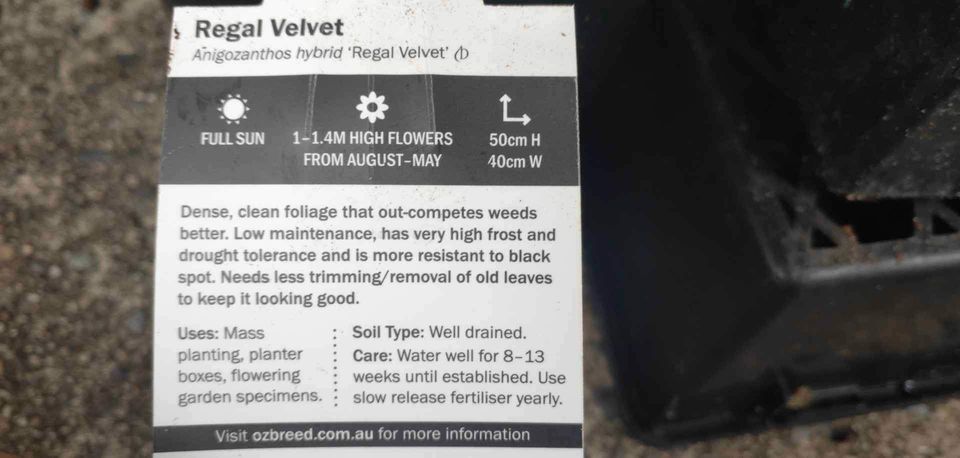 Kangaroo Paw Regal Velvet