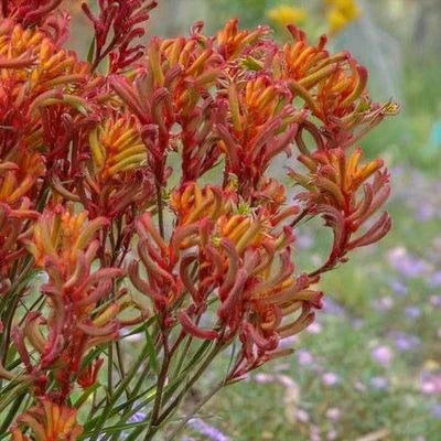 Kangaroo Paw Tango (Anigozanthos)