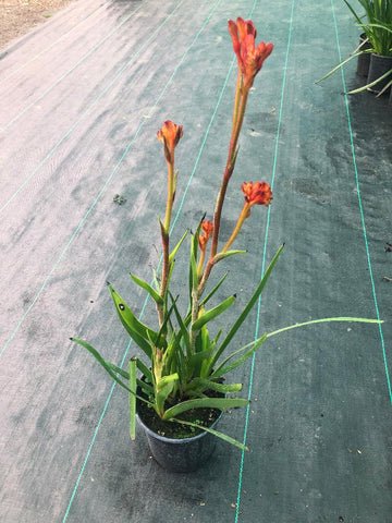 Kangaroo Paw 'Tango' (Anigozanthos) - Ladybird Nursery