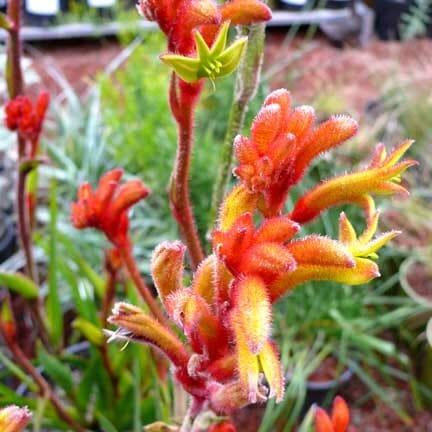 Kangaroo Paw 'Tango' (Anigozanthos) - Ladybird Nursery
