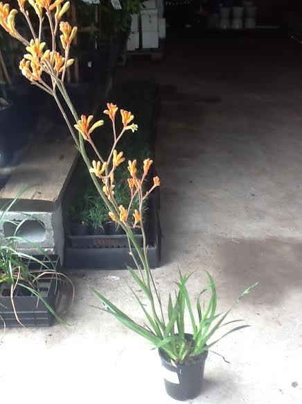 Kangaroo Paw 'Tango' (Anigozanthos) - Ladybird Nursery