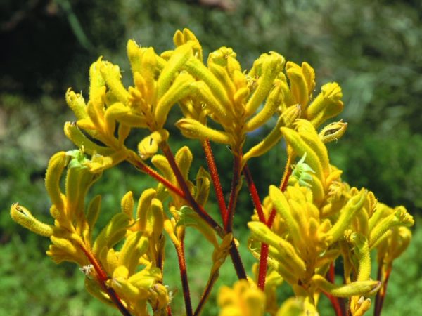 Kangaroo Paw Yellow Gem (Anigozanthos)