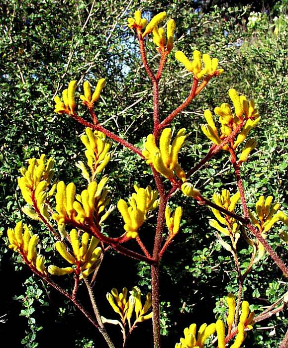 Kangaroo Paw Yellow Gem (Anigozanthos)