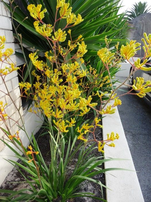 Kangaroo Paw Yellow Gem (Anigozanthos)