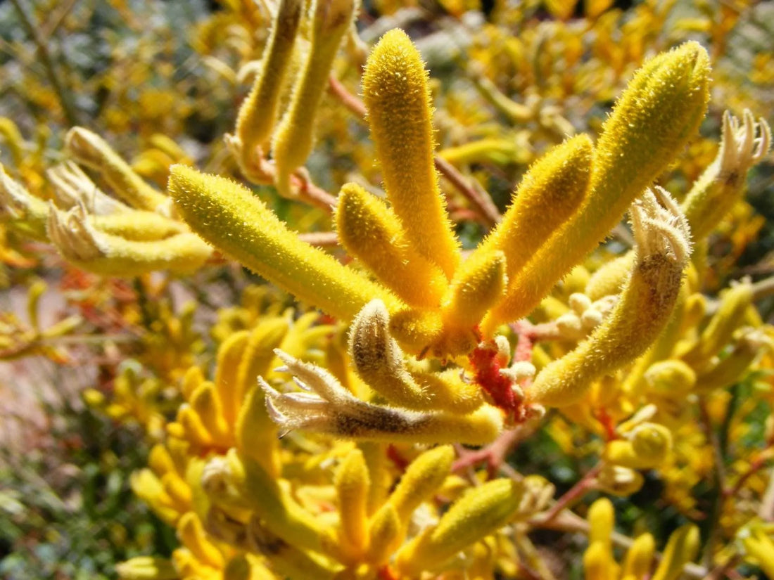 Kangaroo Paw 'Yellow Gem' (Anigozanthos) - Ladybird Nursery