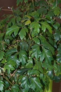 Kangaroo Vine (Cissus antarctica) - Ladybird Nursery