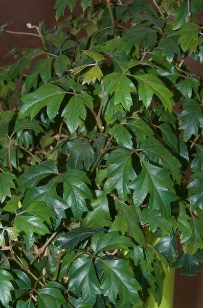 Kangaroo Vine (Cissus antarctica) - Ladybird Nursery