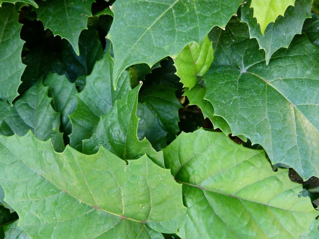 Kangaroo Vine (Cissus antarctica) - Ladybird Nursery