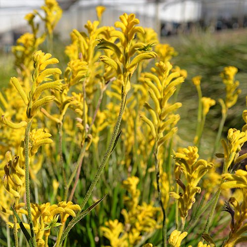 Kangaroo Paw 'Bush Sunburst' - Ladybird Nursery
