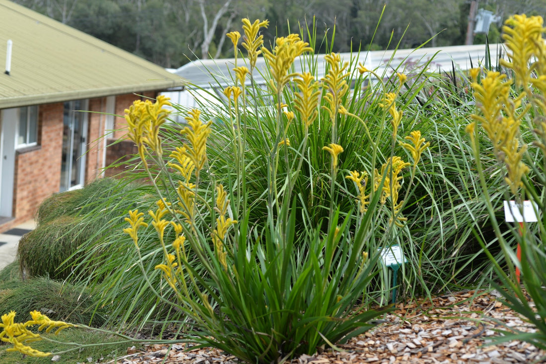 Kangaroo Paw 'Bush Sunburst' - Ladybird Nursery