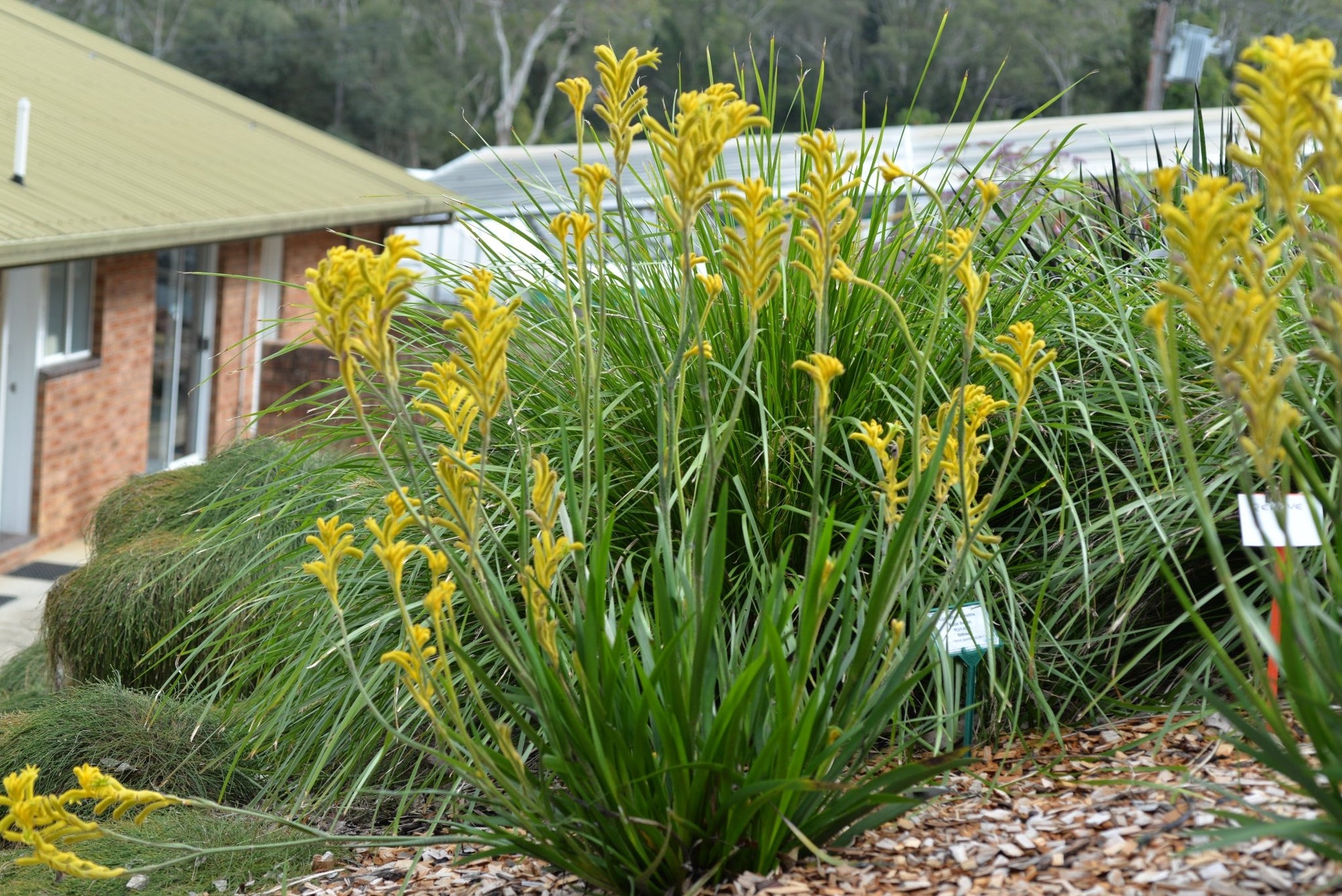 Kangaroo Paw 'Bush Sunburst' - Ladybird Nursery