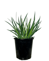 Kangaroo Paw Celebrations 'Masquerade' (Anigozanthos) - Ladybird Nursery