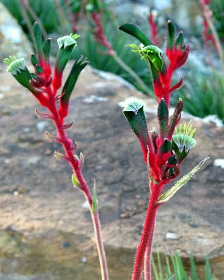 Kangaroo Paw 'Bush Dance' (Anigozanthos) - Ladybird Nursery