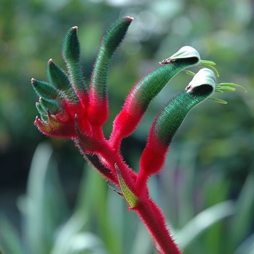 Kangaroo Paw 'Bush Dance' (Anigozanthos) - Ladybird Nursery