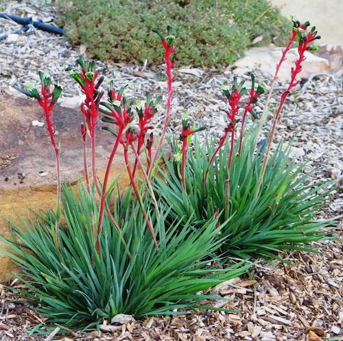 Kangaroo Paw 'Bush Dance' (Anigozanthos) - Ladybird Nursery