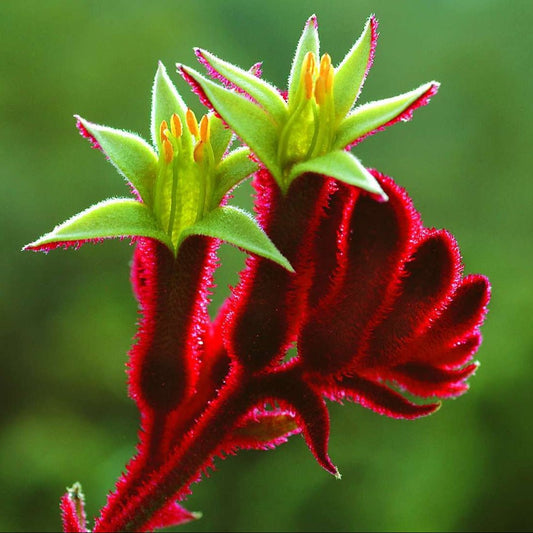 Kangaroo Paw 'Bush Fury' (Anigozanthos) - Ladybird Nursery