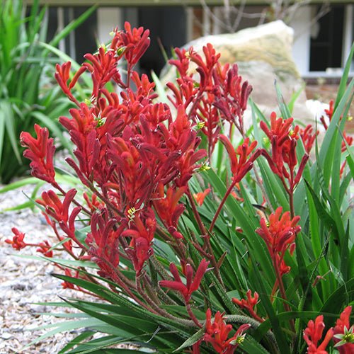 Kangaroo Paw 'Bush Fury' (Anigozanthos) - Ladybird Nursery