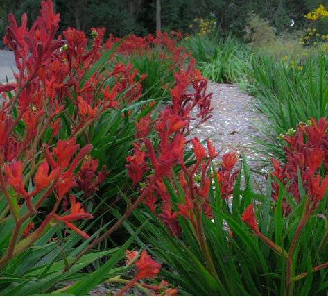 Kangaroo Paw 'Bush Fury' (Anigozanthos) - Ladybird Nursery