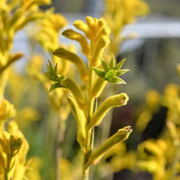 Kangaroo Paw 'Bush Sunburst' - Ladybird Nursery