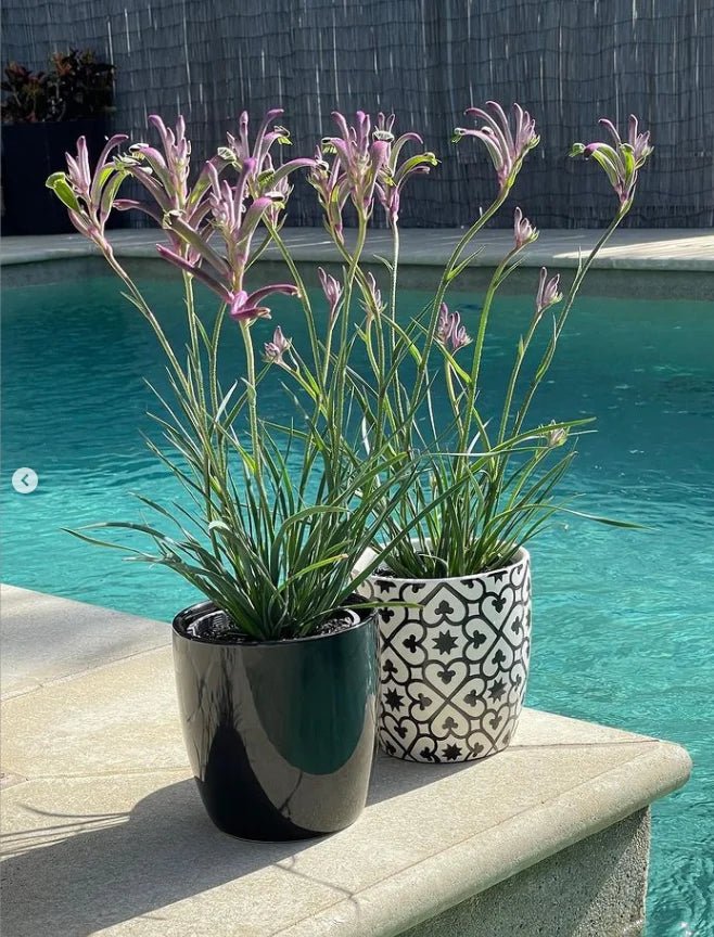 Kangaroo Paw Celebrations 'Carnivale' (Anigozanthos) - Ladybird Nursery
