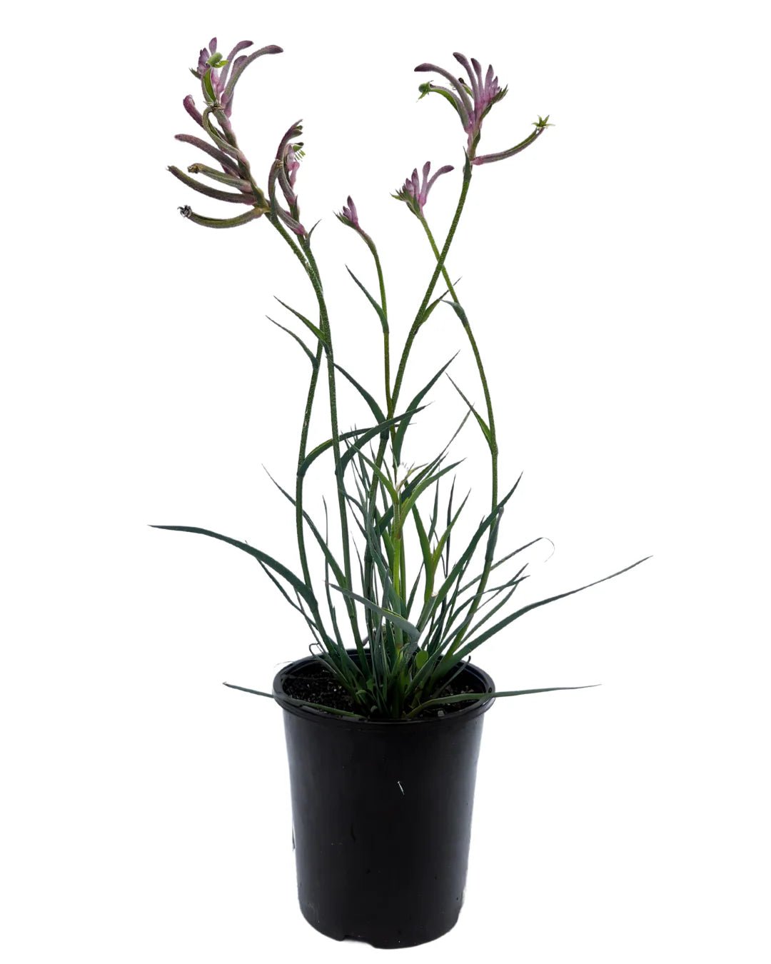 Kangaroo Paw Celebrations 'Carnivale' (Anigozanthos) - Ladybird Nursery