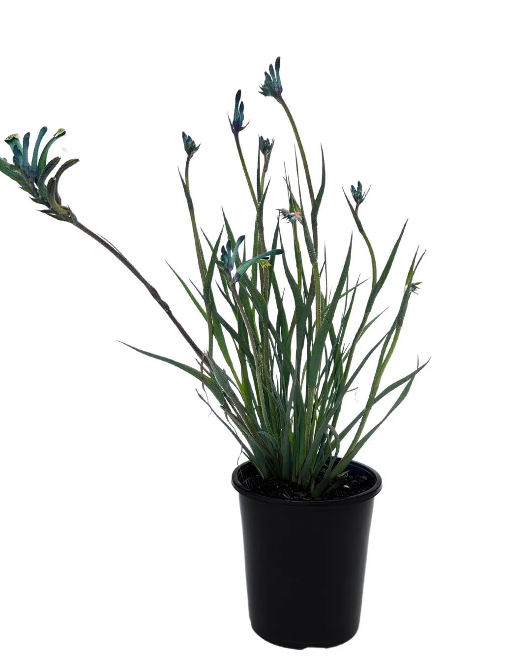Kangaroo Paw Celebrations 'Masquerade' (Anigozanthos) - Ladybird Nursery