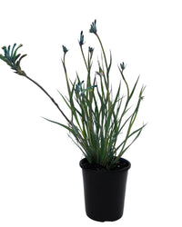 Kangaroo Paw Celebrations 'Masquerade' (Anigozanthos) - Ladybird Nursery