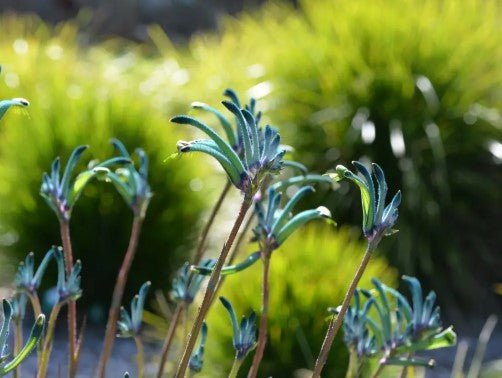 Kangaroo Paw Celebrations 'Masquerade' (Anigozanthos) - Ladybird Nursery
