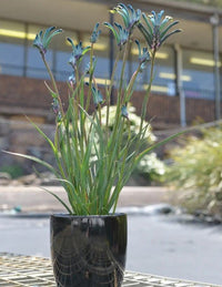 Kangaroo Paw Celebrations 'Masquerade' (Anigozanthos) - Ladybird Nursery